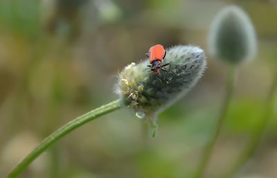 Close-up of insect on flower