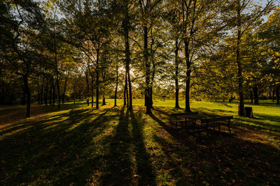 Autumn in the park