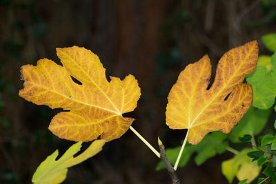 Close-up of yellow maple leaves against blurred background