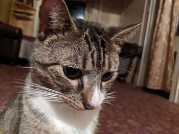 Close-up portrait of a cat at home