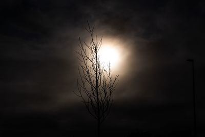 Silhouette of plant against cloudy sky during sunset