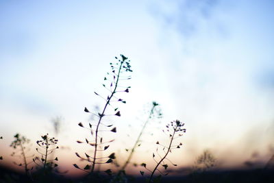 Close-up of plant against sky