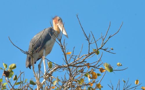 Low angle view of bird perching on branch against blue sky