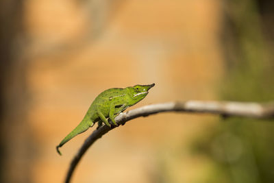 Close-up of a lizard