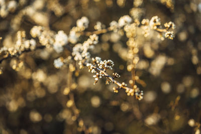 Close-up of cherry blossom on tree