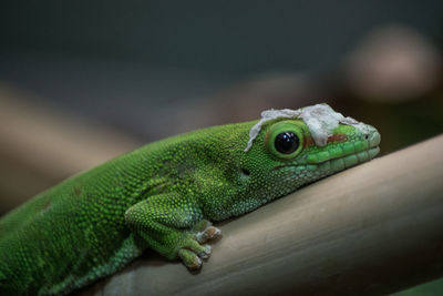 Close-up of green lizard