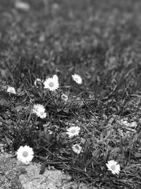 Close-up of white flowers blooming outdoors