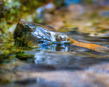 Close-up of turtle swimming in lake