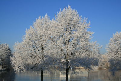 Trees against clear blue sky during winter