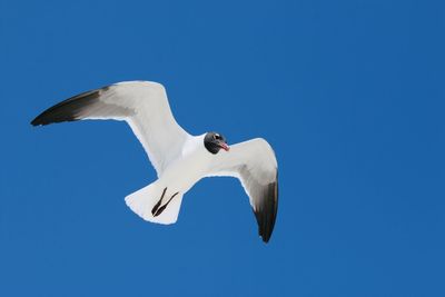 Low angle view of bird flying against clear blue sky