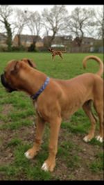 Dog standing on grassy field