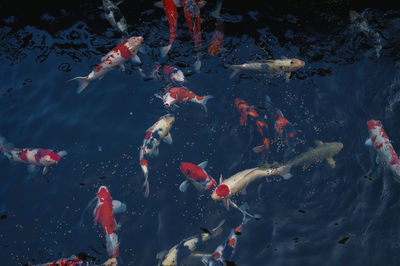 High angle view of koi carps swimming in lake