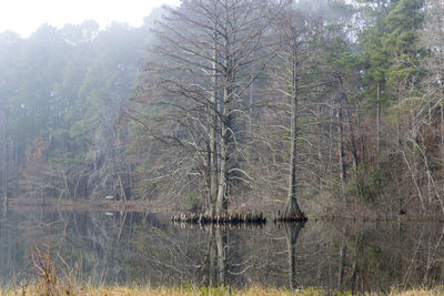 Scenic view of lake in forest