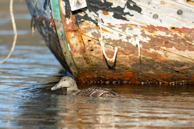 Bird swimming in lake