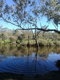 Reflection of trees in lake against sky