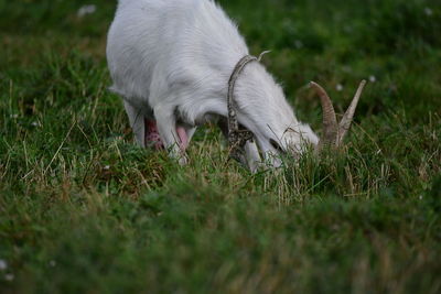 Sheep in a field