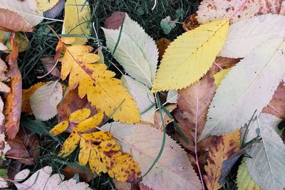 High angle view of maple leaves fallen on leaf