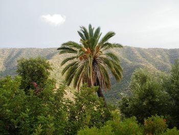 Palm trees on landscape against sky