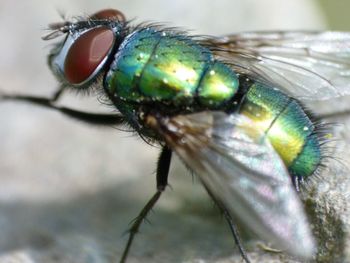 Close-up of housefly