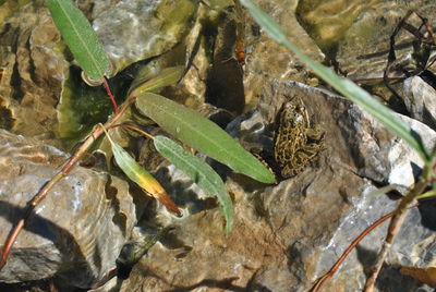 High angle view of insect on plant