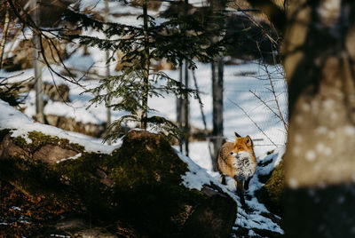 Red fox standing on a field of snow between trees