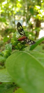 Close-up of butterfly on plant