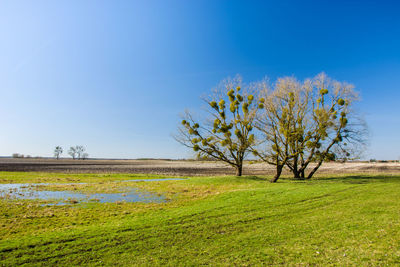 Tree on field against clear blue sky