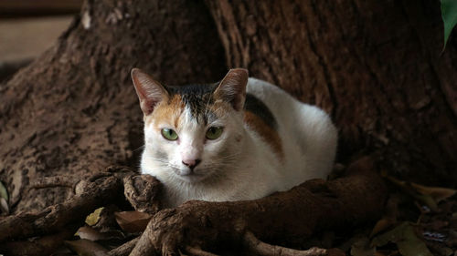 Close-up portrait of a cat