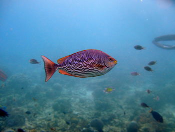 Close-up of fish swimming in sea