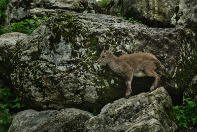 Donkey on rock