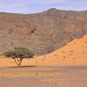 Tree on landscape against sky