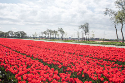 Red tulips in field against cloudy sky