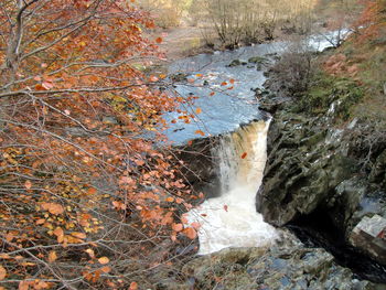 Stream flowing through forest