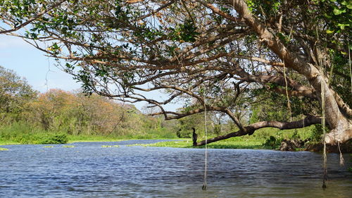 Scenic view of lake in forest against sky