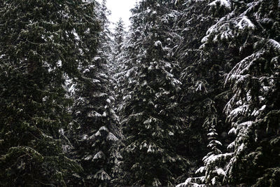 Low angle view of trees against sky