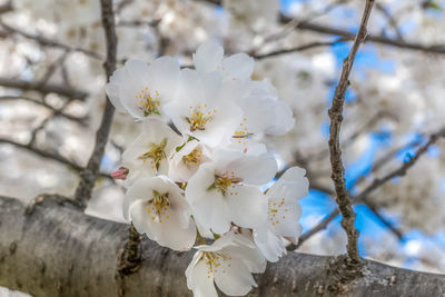 Close-up of white cherry blossom tree