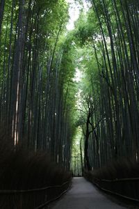 Walkway amidst trees in forest