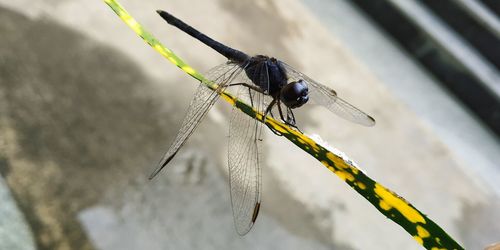 High angle view of dragonfly perching