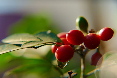 Close-up of red berries growing on plant