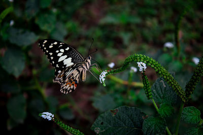 Close-up of butterfly pollinating on flower