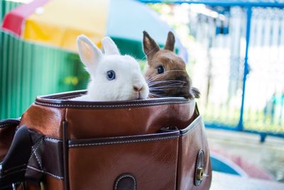 Rabbits in purse at yard