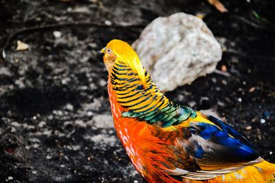 Close up of yellow flower