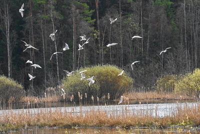 View of birds flying over lake