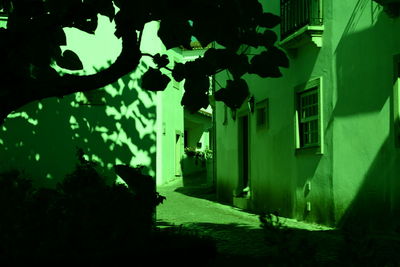 Illuminated trees in front of building