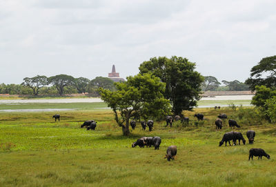 Horses grazing on field against sky