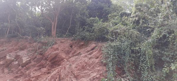 Scenic view of forest