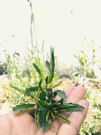 Close-up of person holding plant