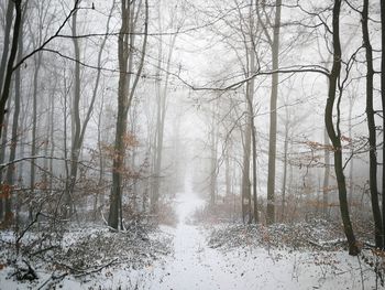 Snow covered trees in forest during winter