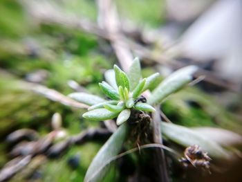 Close-up of plant growing on field