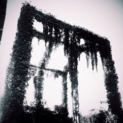 Low angle view of tree against sky